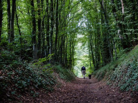 Der Wanderer mit Hund auf einem Weg durch den Wald