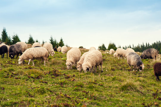 Herd of sheep graze on green pasture in the mountains. Young white and brown sheep graze on the farm.