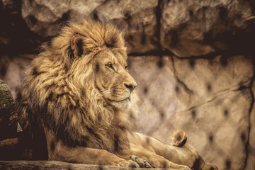 lion