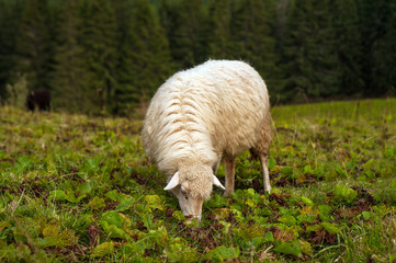 Herd of sheep graze on green pasture in the mountains. Young white and brown sheep graze on the farm.