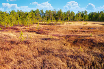 Autumn bright landscape with dry grass in the Siberian tundra.