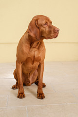 vizsla