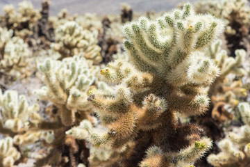 Jumping Cholla cactus (also known as Cylindropuntia) garden in Joshua Tree National Park