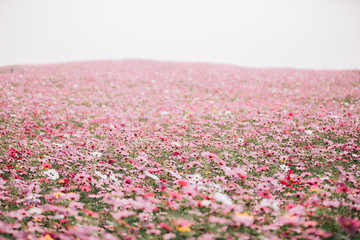 cosmos flower field background with film vintage style - 227683464