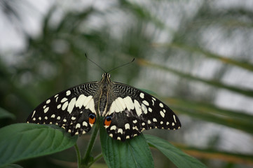 butterfly resting on a leaf with plants in the background