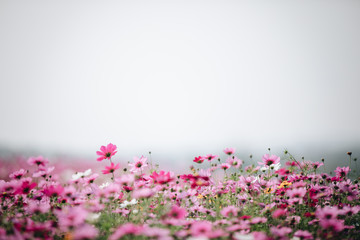 cosmos flower field background with film vintage style