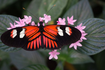 Butterfly resting on flowers and plants in the background