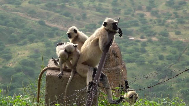 Northern plains gray langur (Semnopithecus entellus) adult and baby monkeys in Pushkar, India