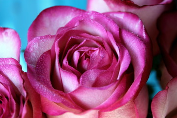 pink roses, rose bouquet, rosebud