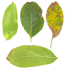 isolated leaf on the white background