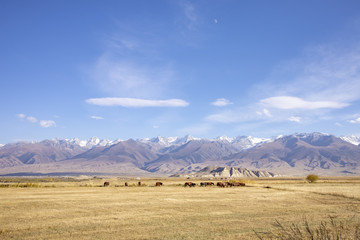 Landscape of grazing horses, Kyrgyzstan