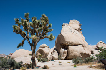 Tall Joshua Trees and large rock boulders in Joshua Tree National Park in the Mojave Desert of...
