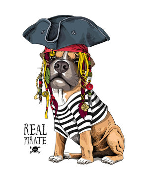 Vector illustration with Boxer Dog in a striped cardigan, captain hat, bandana and with a dreadlocks. Real pirate - lettering quote. Poster, hand drawn style t-shirt print.
