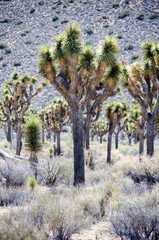 Lots of Joshua Trees in Joshua Tree National Park in Southern California on a sunny summer day in the Mojave desert