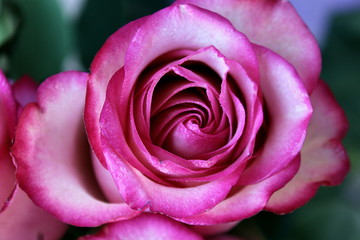 pink roses, rose bouquet, rosebud