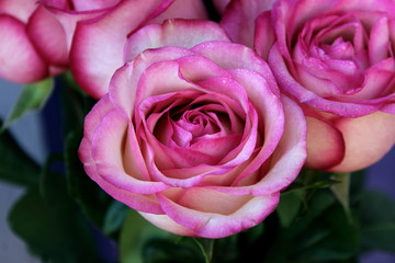 pink roses, rose bouquet, rosebud