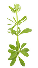 isolated leaf on the white background