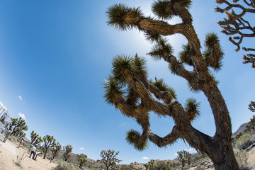 Fisheye view of Joshua Tree against blue sky in Joshua Tree National Park in Southern California on...
