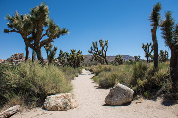 Tall Joshua Trees on the Wall Street Mill sand trail through Joshua Tree National Park in the Mojave Desert of Southern California