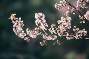 Cherry blossom pink flowers , Cherry flowers in small clusters on a cherry tree branch on pink background