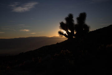 Joshua Tree Sunset 