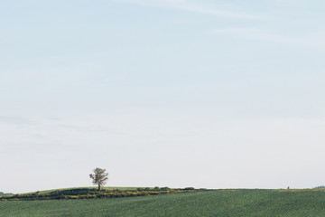 Fototapeta na wymiar landscape nature grass field and one tree on blue sky background