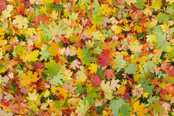 осенние листья