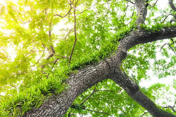 Fototapeta premium Branches of a large tree covered with ferns and moss parasitic