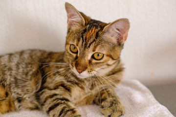 Adorable petit chaton de cinq mois, tigré, calico, couché.