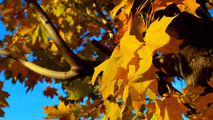 Golden autumn maple leaves in autumn beautiful nature blue sky