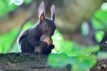 Eurasian squirrel