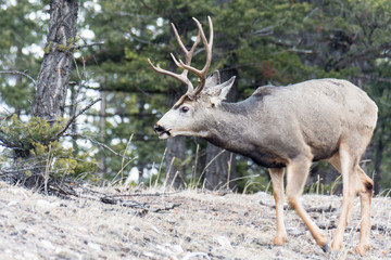 Naklejka na ściany i meble Wild Elk grazes for food in the winter in Banff National Park in Alberta Canada