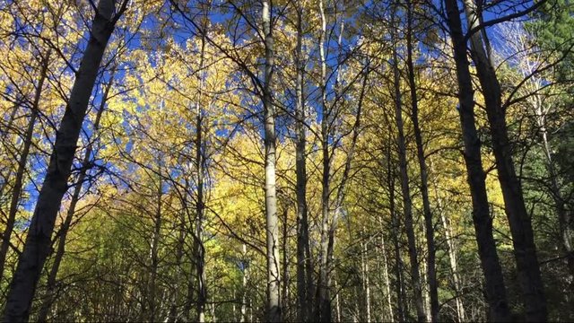 Mountain trees changing color in Cloudcroft NM USA