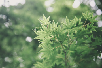 Japanese maples leaves with vintage film style