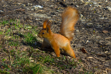 Red squirrel in the summer park