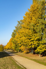 Naklejka premium Trees with colorful autumn leaves at a small path in the sunlight in Berlin, Germany.