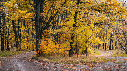 Autumn forest in October . Golden autumn