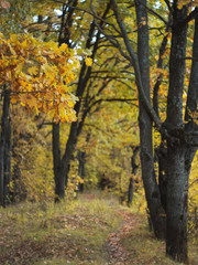 Autumn forest in October . Golden autumn