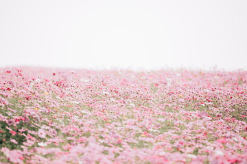 Cosmos flowers background in pastel style