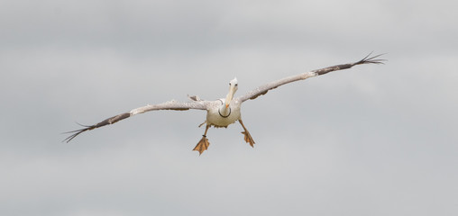 Pelican