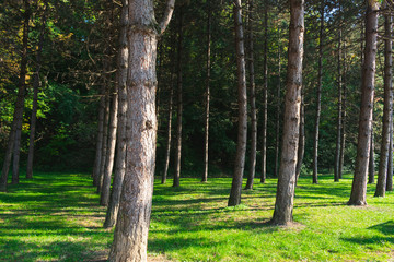 Fototapeta premium Close up view of a cultivated pine forest in the afternoon sun