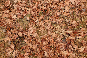 The autumn background with dry fallen leaves of the oak.