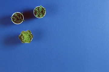 Different succulents in pots on blue color background