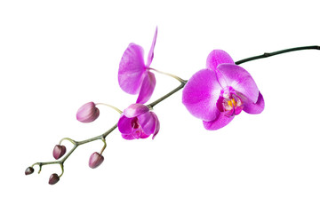 Obraz na płótnie Canvas Pink orchid on a white background
