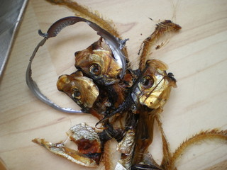 Müll-Fisch-Sardinen-Abfall-gt