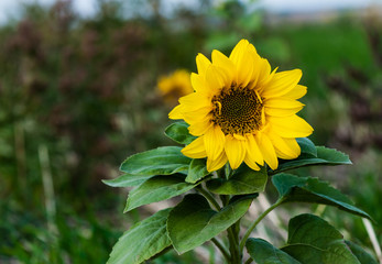 Fototapeta premium Agricultural sunflower on a natural blurry background, flora - a sunflower plant.