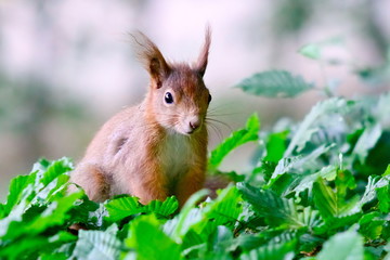 Eurasian squirrel