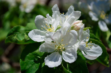 white flowers of apple tree
