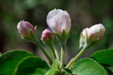 Fototapeta premium flower in the garden