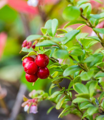 A bunch of bright red ripe cowberries with green leaves